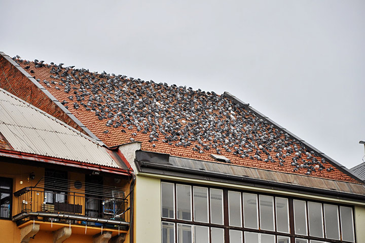 A2B Pest Control are able to install spikes to deter birds from roofs in Selsdon. 