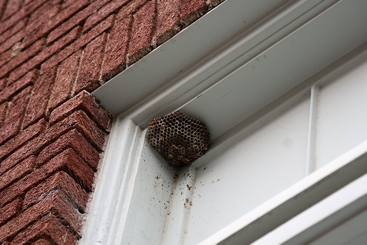 We provide a wasp nest removal service for domestic and commercial properties in Selsdon.